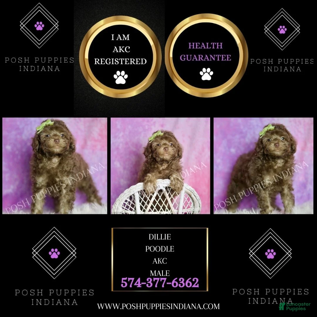 Standard Poodle dogs for sale: Dillie - Ad 6