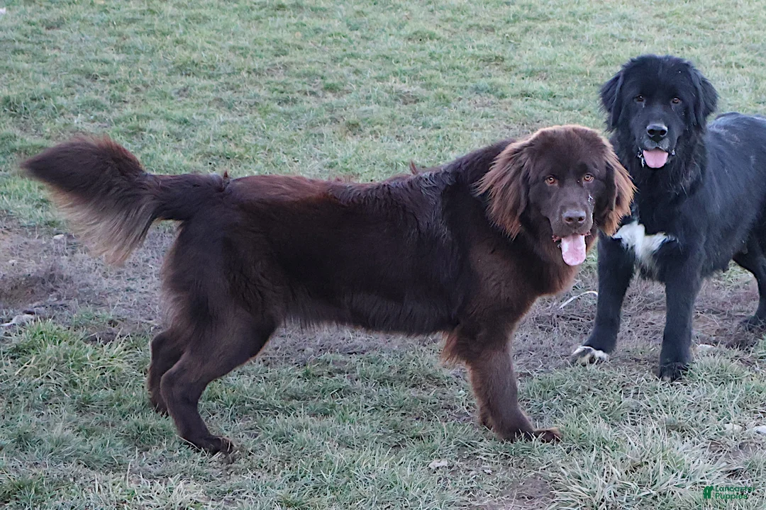 Newfoundland dogs for sale: OFA, AKC, CH Angie - Ad 8