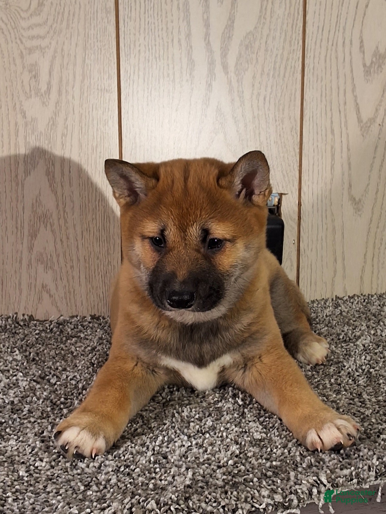Shiba Inu dogs Shiba Inu Puppy 2 - Ad 1