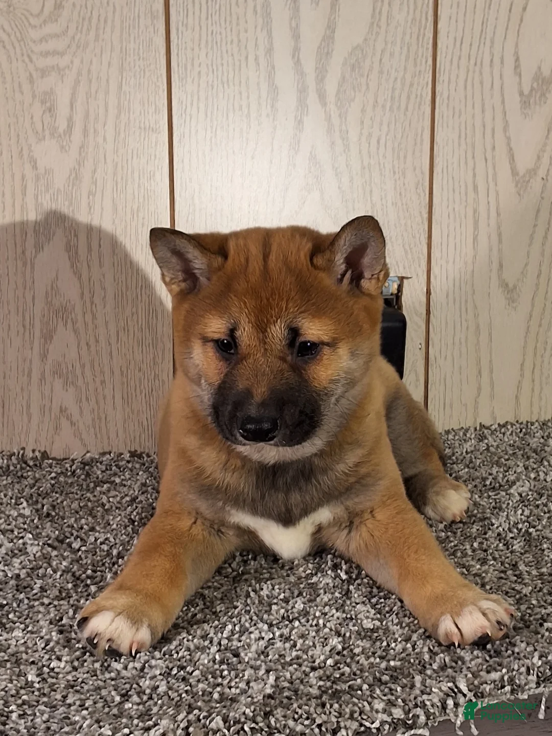 Shiba Inu dogs for sale: Shiba Inu Puppy 2 - Ad 1