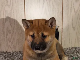 Shiba Inu dogs for sale: Shiba Inu Puppy 2 - Ad 1