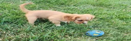 Cavalier King Charles Spaniel dogs for sale: KitKat - Ad 2