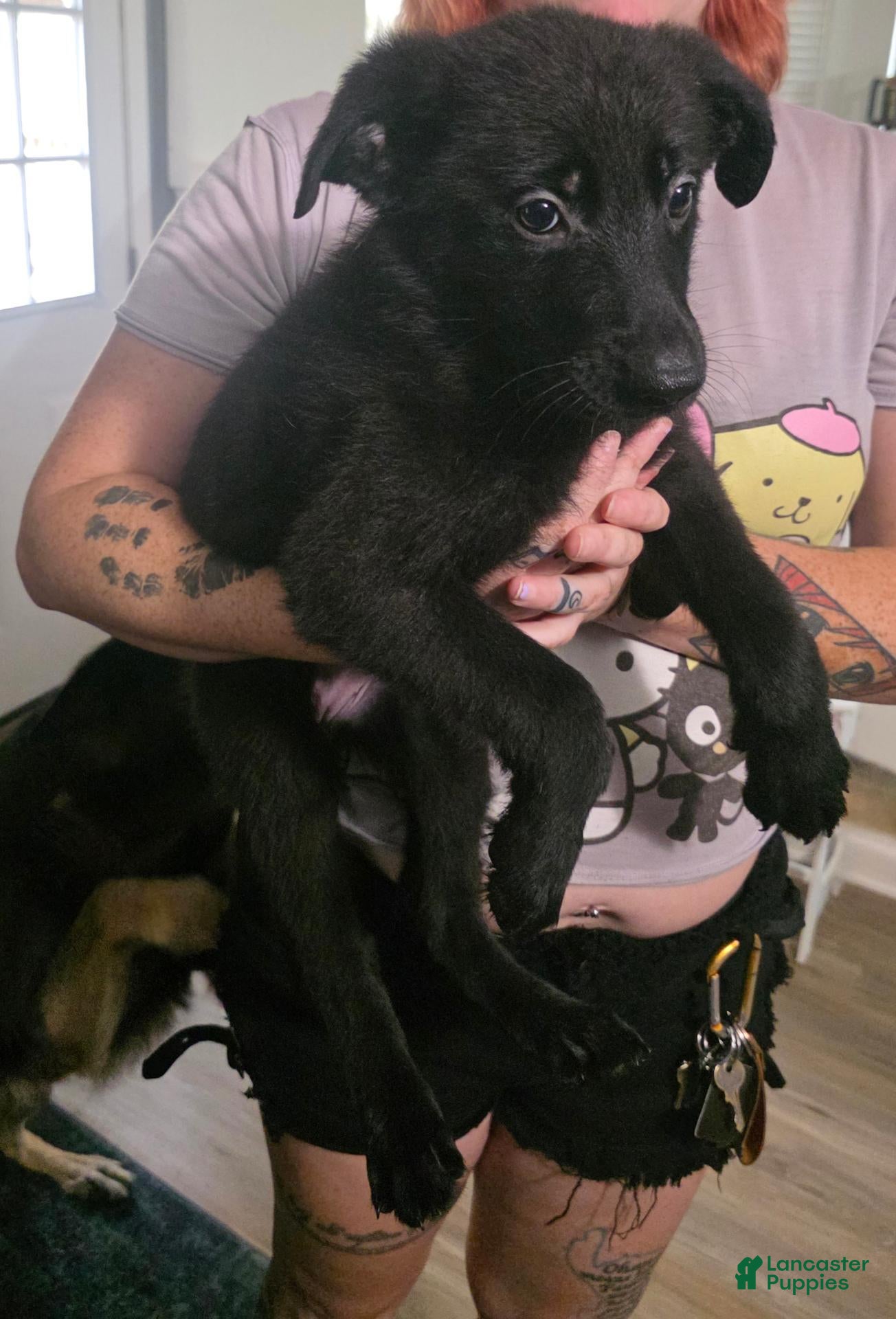 German Shepherd dogs German Shepherd 3 - Ad 9