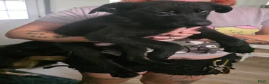 German Shepherd 3