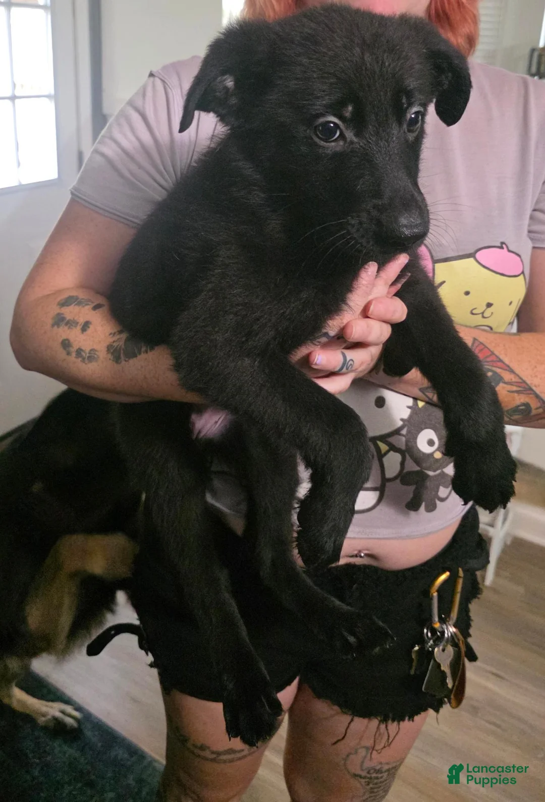 German Shepherd dogs for sale: German Shepherd 3 - Ad 1