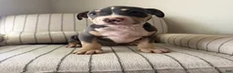 American Bully dogs for sale: Batman - Ad 4