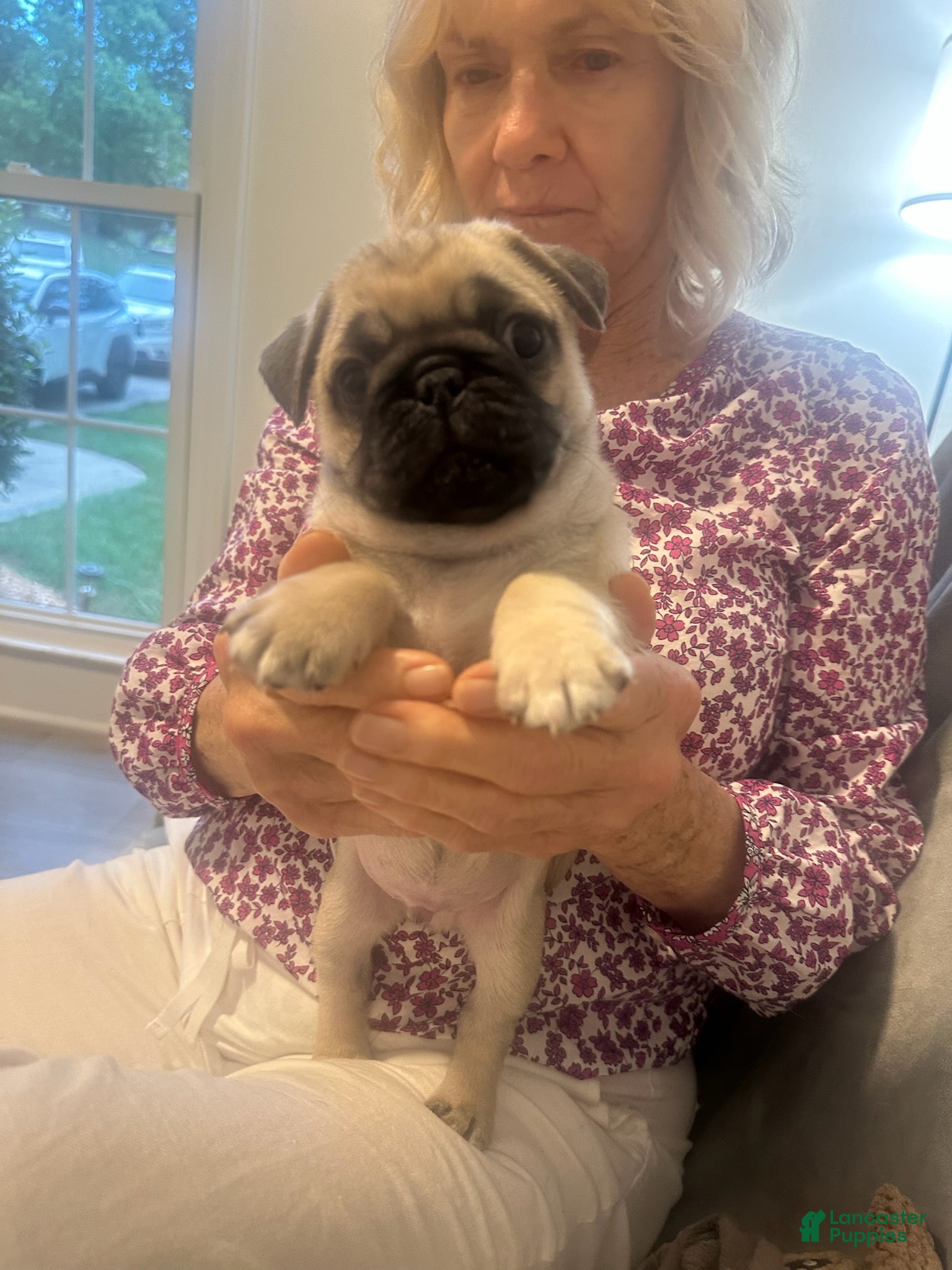 Pug dogs Jet - Ad 39