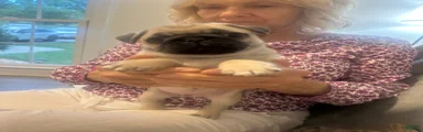 Jet