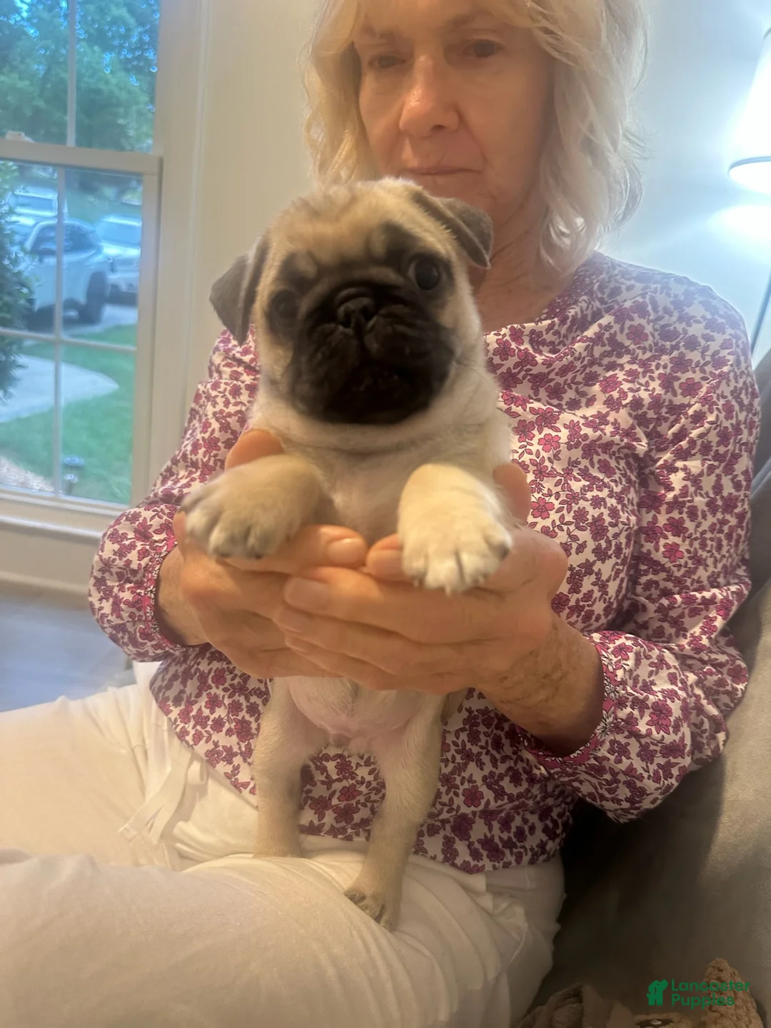 Pug dogs for sale: Jet - Ad 1