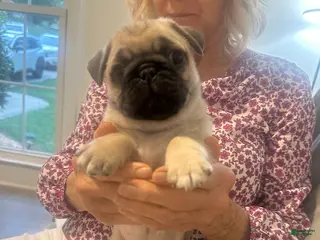 Pug dogs Jet - Ad 39