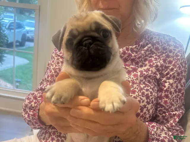 Pug dogs for sale: Jet - Ad 29