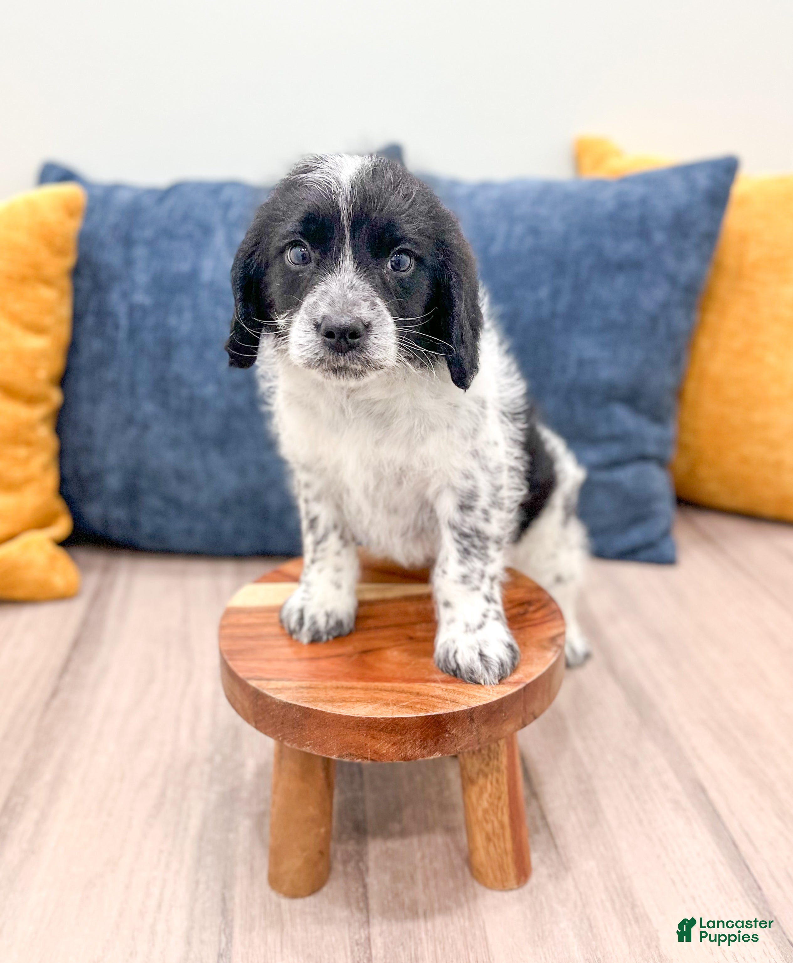 Beaglier dogs Jude - Ad 24