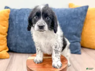 Beaglier dogs Jude - Ad 24