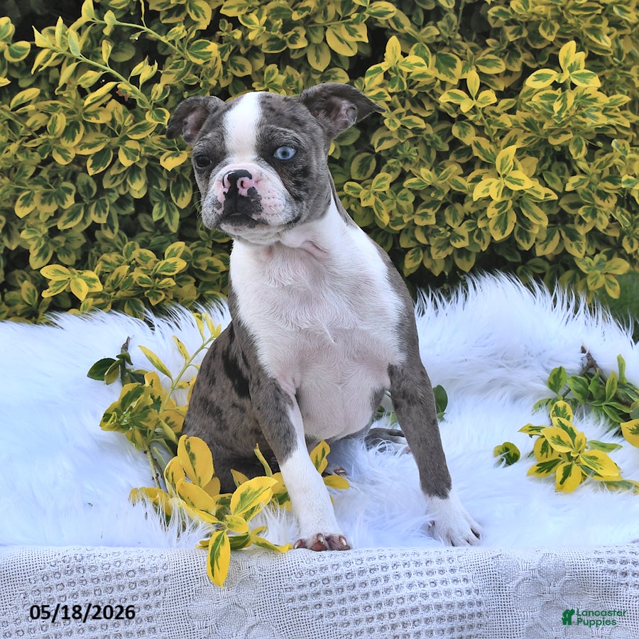 Boston Terrier dogs Brooklyn - Ad 2