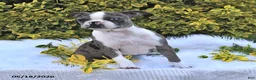 Boston Terrier dogs for sale: Brooklyn - Ad 7