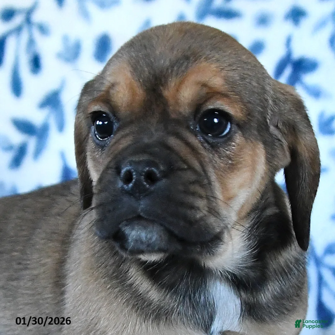 Puggle dogs for sale: Sparky - Ad 5