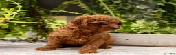 Toy Poodle dogs for sale: AKC Bruno - Ad 6
