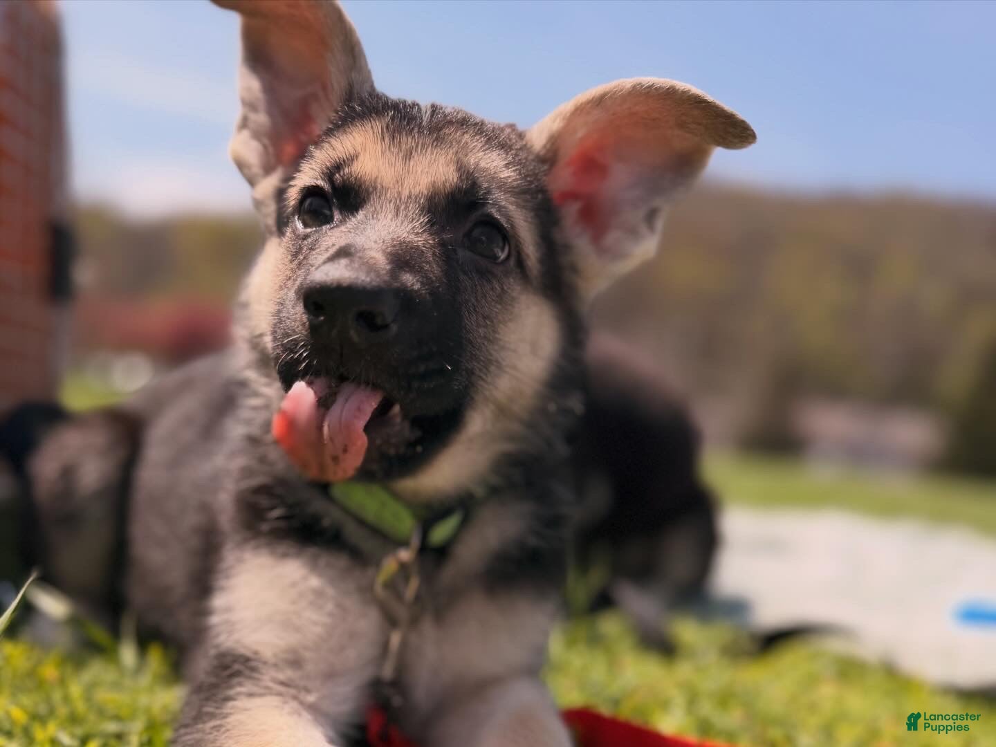 German Shepherd dogs Bella  - Ad 33