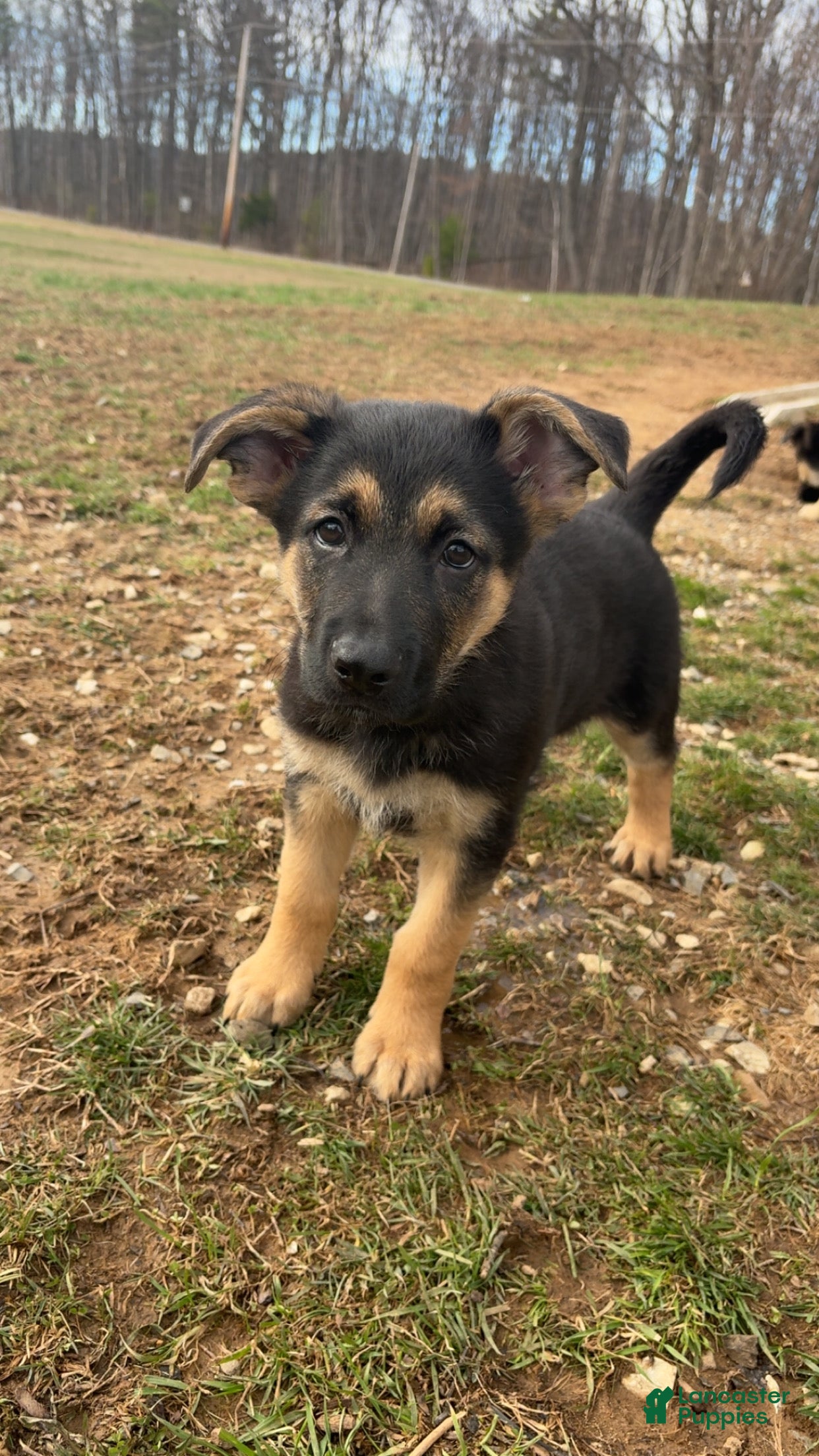 German Shepherd dogs German Shepherd Puppy 1 - Ad 38