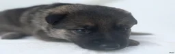 German Shepherd dogs for sale: Gunner - Ad 5