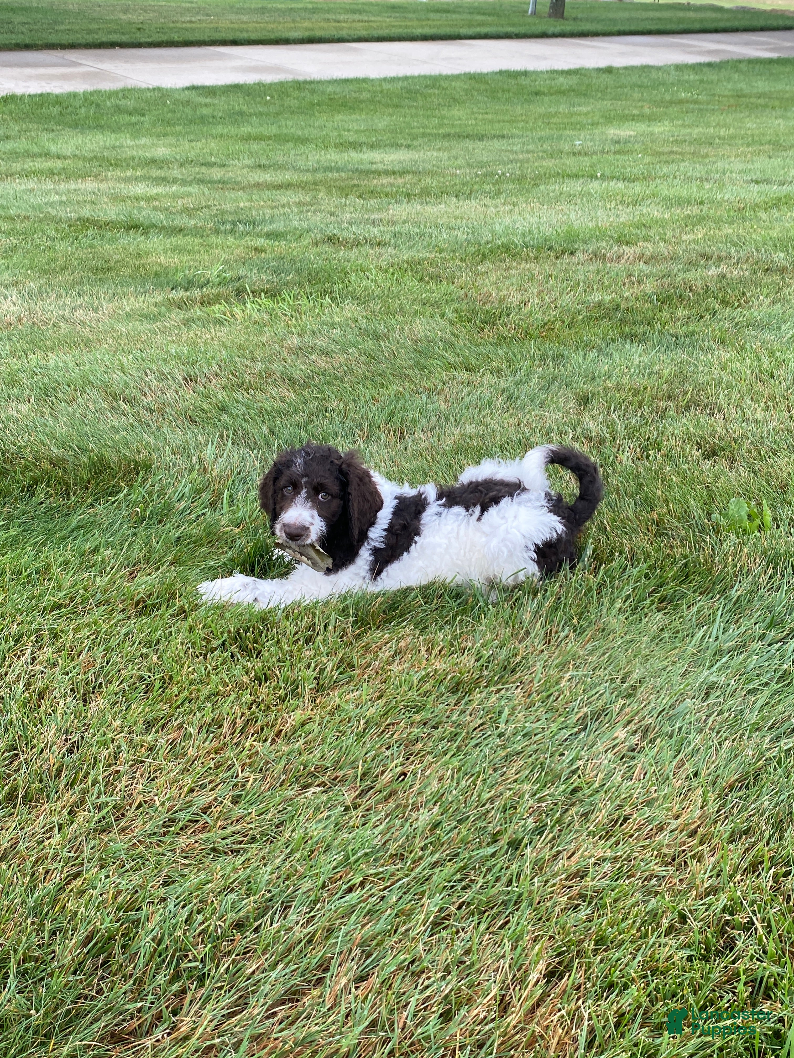 Labradoodle dogs F1bb Leo - Ad 1