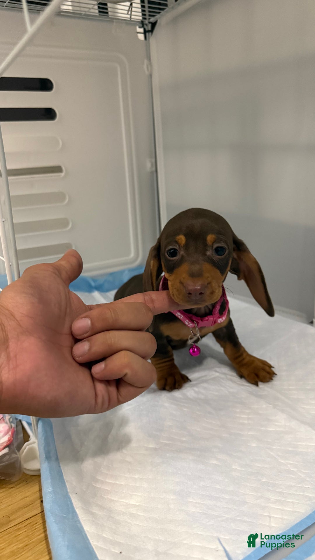 Miniature Dachshund dogs for sale: Teacup Chanel - Ad 8