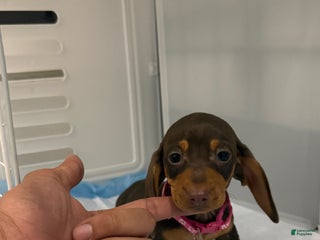 Miniature Dachshund dogs - Ad 29