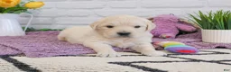 Golden Retriever dogs for sale: Virginia  - Ad 4