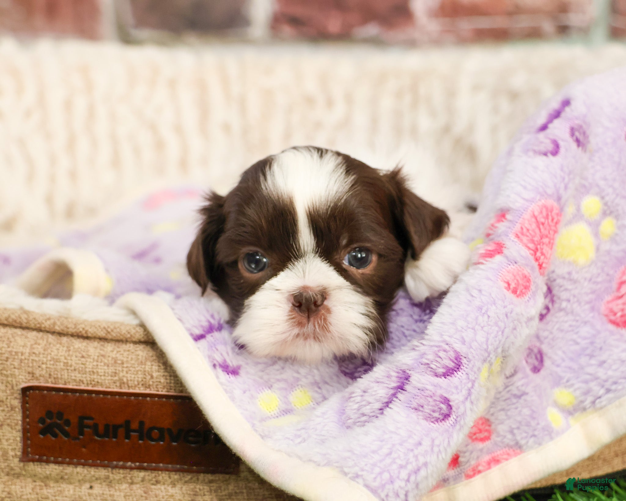 Shih Tzu dogs Arya - Ad 38