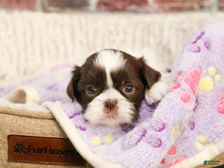 Shih Tzu dogs Arya - Ad 9