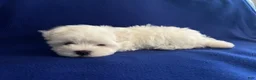 Maltese dogs for sale: Rocky - Ad 19
