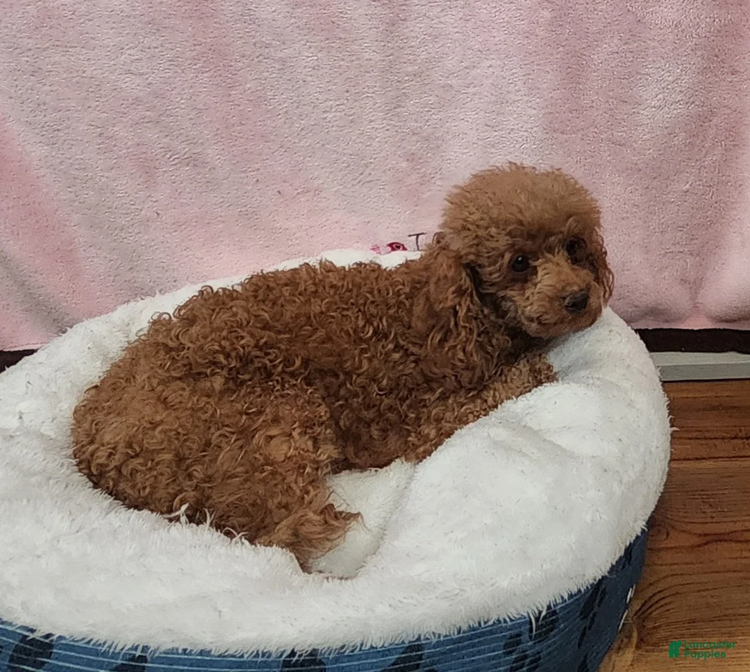 Toy Poodle dogs for sale: Snickers Aura - Ad 10