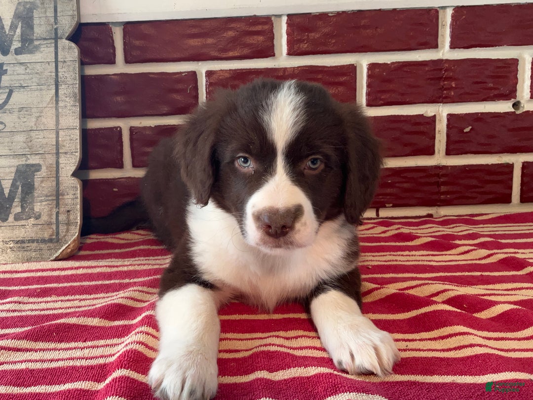 Mixed Breed dogs for sale: Levi - Ad 4