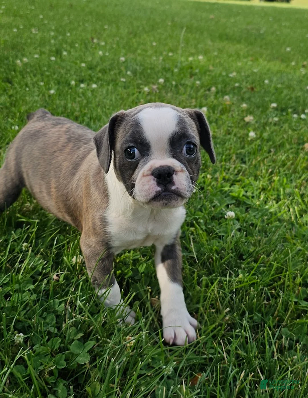 Mixed Breed dogs for sale: Sashay Brindle Grey - Ad 1