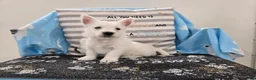 West Highland Terrier dogs for sale: Peter - Ad 5