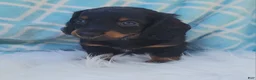 Miniature Dachshund dogs for sale: Vander - Ad 39