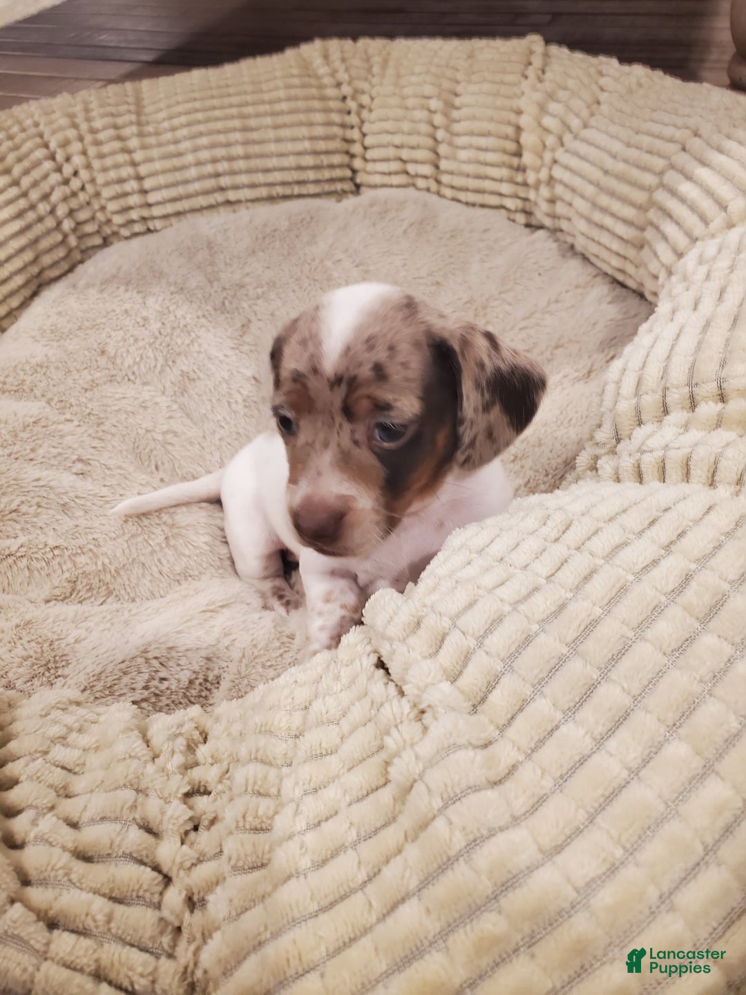 Dachshund dogs for sale: Dachshund Puppy 1 - Ad 3