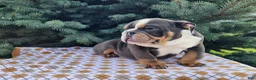 English Bulldog dogs for sale: Elliot - Ad 11