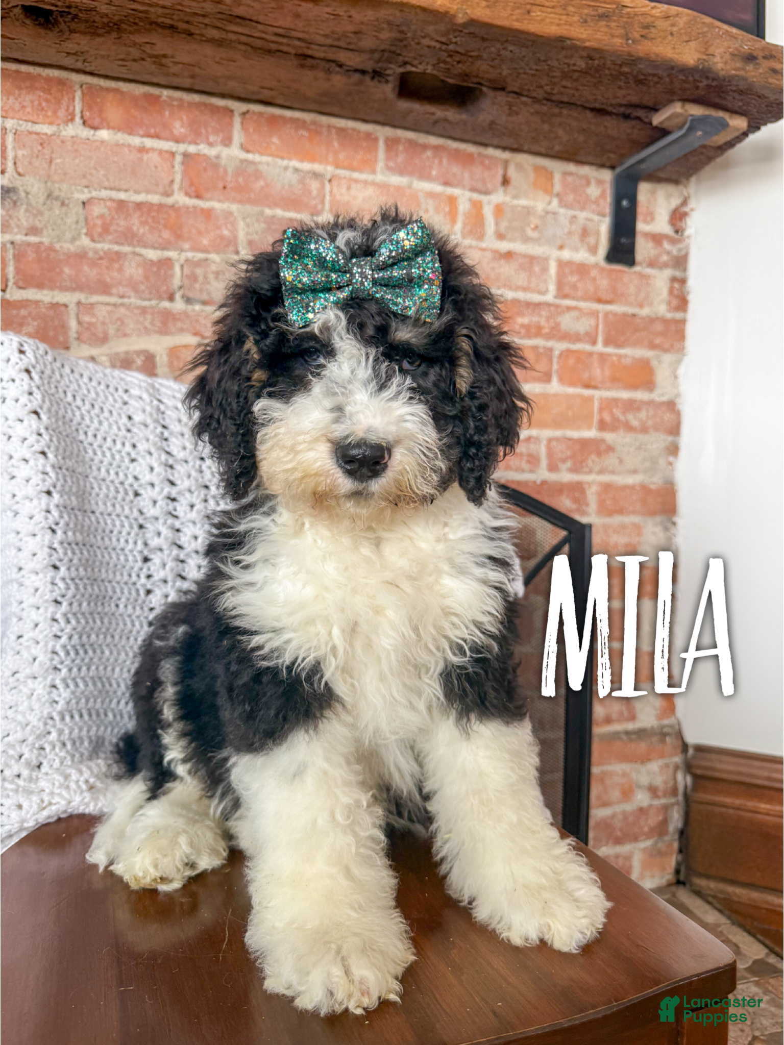 Mini Bernedoodle dogs Mila - Ad 11