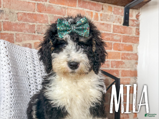 Mini Bernedoodle dogs Mila - Ad 11