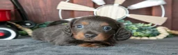 Miniature Dachshund dogs for sale: Ben - Ad 1