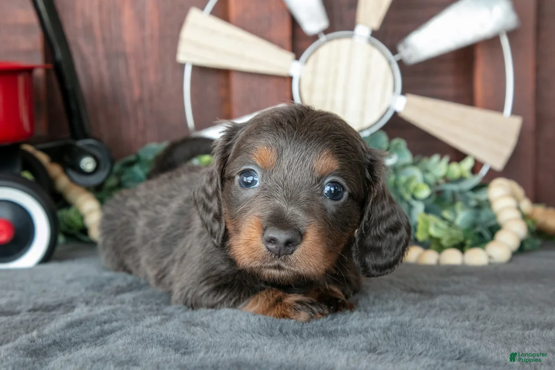 Miniature Dachshund dogs for sale: Ben - Ad 1