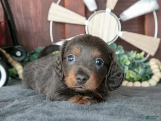 Miniature Dachshund dogs for sale: Ben - Ad 1