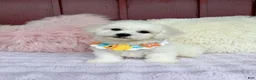 Bichon Frise dogs for sale: 🩵Nicky🩵 - Ad 5