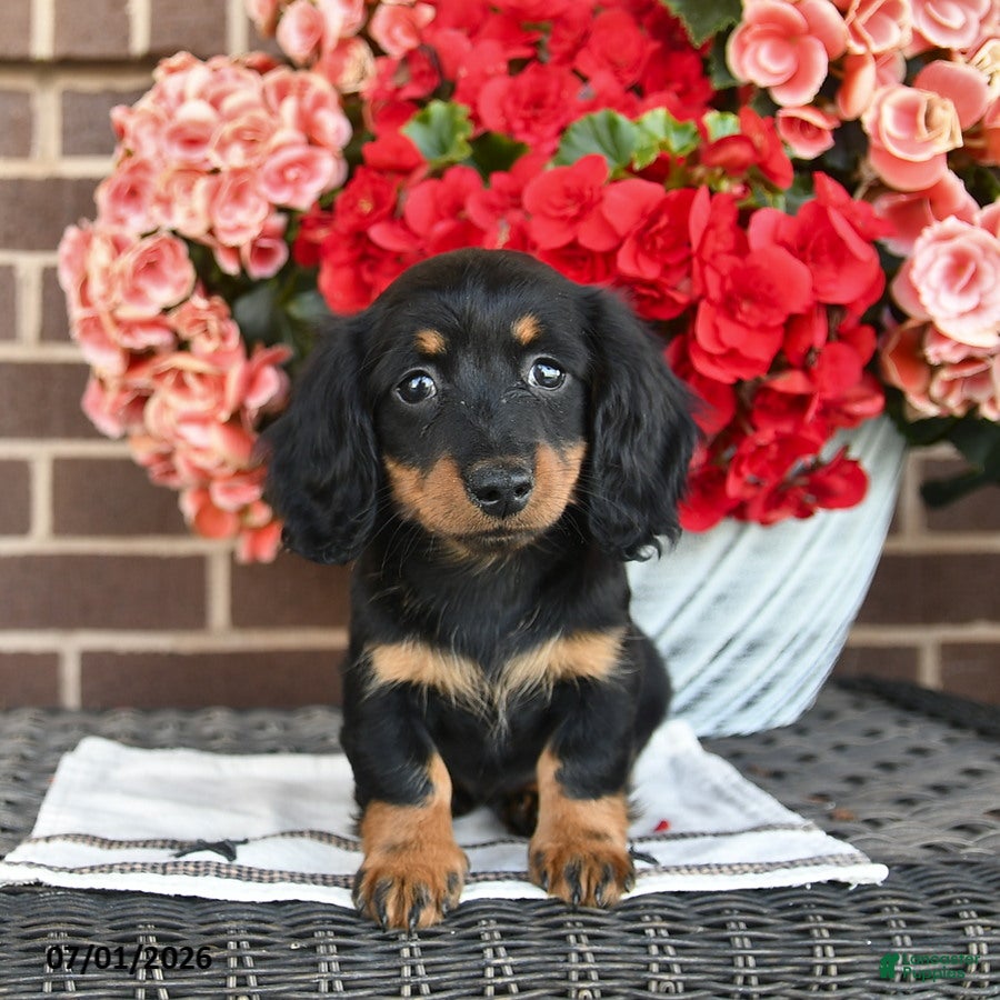 Miniature Dachshund dogs Tracy  - Ad 2