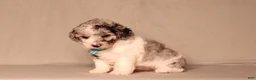 Miniature Poodle dogs for sale: Bandit - Ad 3
