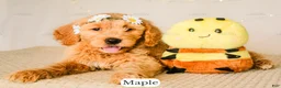 Goldendoodle dogs for sale: Maple - Ad 16