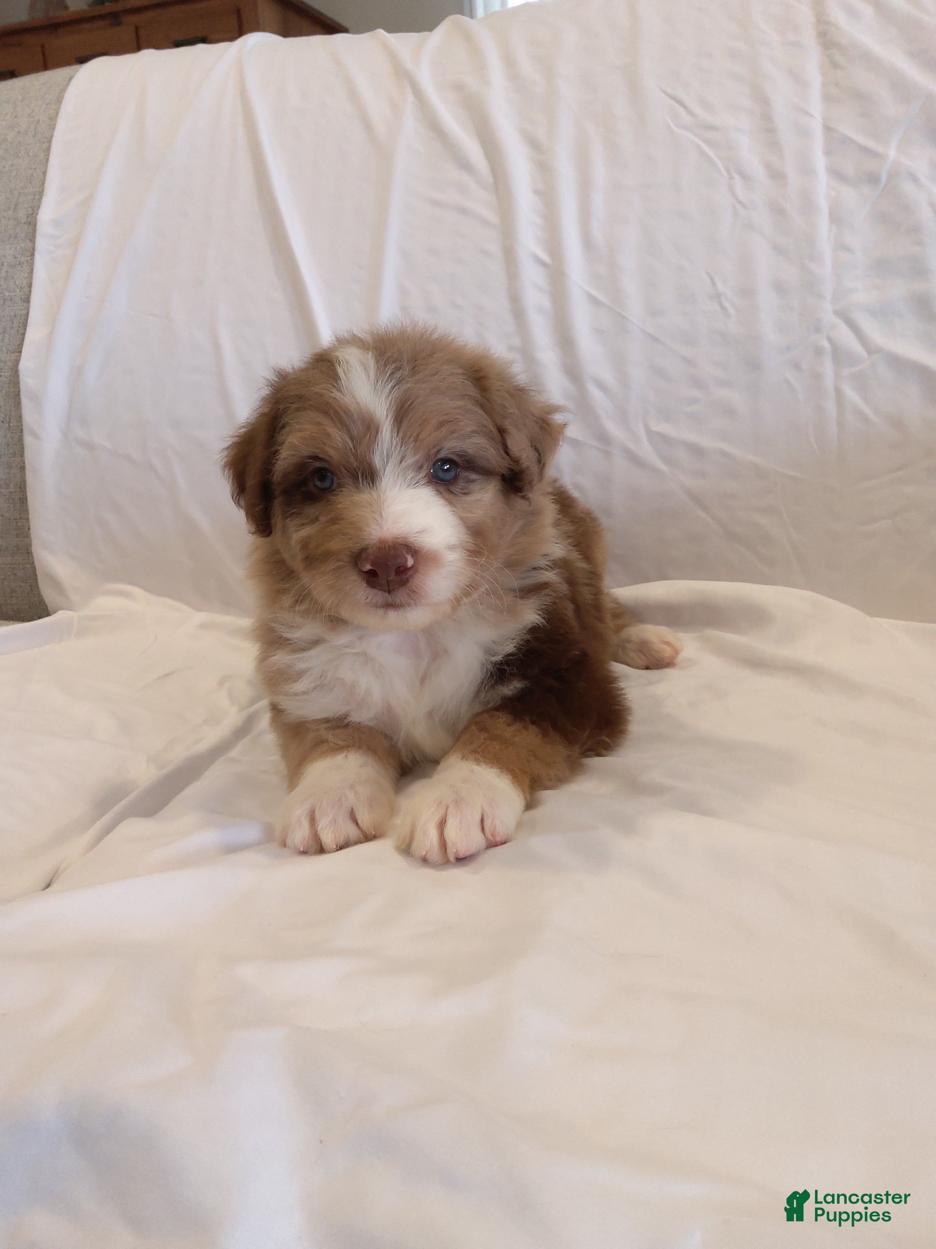 Aussiedoodle dogs Lance - Ad 33