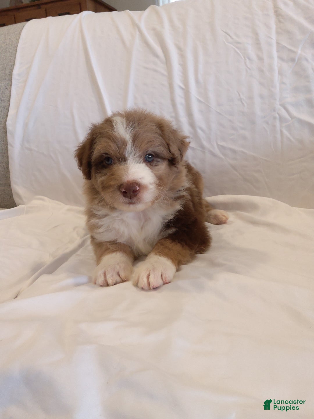 Aussiedoodle dogs for sale: Lance - Ad 1