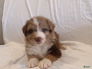 Aussiedoodle dogs Lance - Ad 30